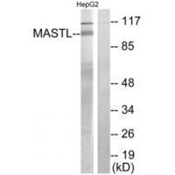 Invitrogen MASTL Polyclonal Antibody 100 &mu;L; Unconjugated:Antibodies,