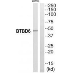 Invitrogen BTBD6 Polyclonal Antibody 100 &mu;L; Unconjugated:Antibodies,