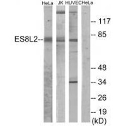 Invitrogen EPS8L2 Polyclonal Antibody 100 &mu;L; Unconjugated:Anticuerpos