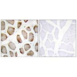 Invitrogen DUS2L Polyclonal Antibody 100 &mu;L; Unconjugated:Antibodies,
