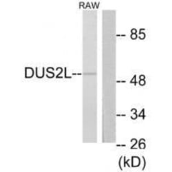 Invitrogen DUS2L Polyclonal Antibody 100 &mu;L | Buy Online | Invitrogen&trade; | Fisher Scientific