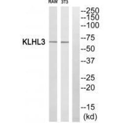 Invitrogen KLHL3 Polyclonal Antibody 100 &mu;L; Unconjugated:Antibodies,