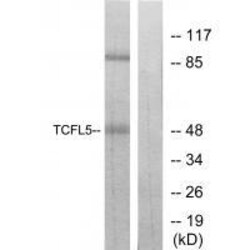 Invitrogen TCFL5 Polyclonal Antibody 100 &mu;L; Unconjugated:Antibodies,