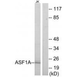 Invitrogen ASF1A Polyclonal Antibody 100 &mu;L; Unconjugated:Antibodies,