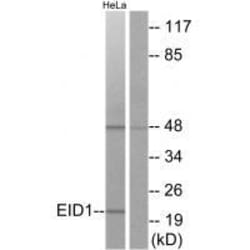 Invitrogen EID1 Polyclonal Antibody 100 &mu;L; Unconjugated:Antibodies,
