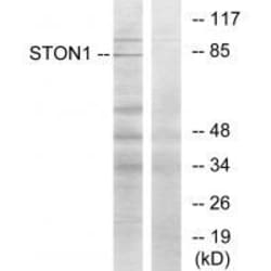 Invitrogen SALF Polyclonal Antibody 100 &mu;L; Unconjugated:Antibodies,