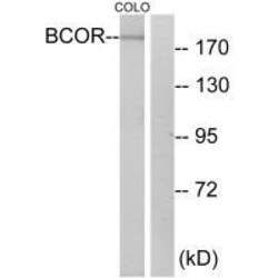 Invitrogen BCOR Polyclonal Antibody 100 &mu;L | Buy Online | Invitrogen&trade; | Fisher Scientific