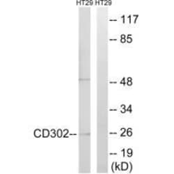 Invitrogen DCL-1 Polyclonal Antibody 100 &mu;L; Unconjugated:Antibodies,