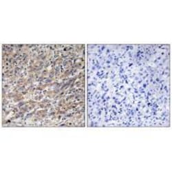 Invitrogen COX17 Polyclonal Antibody 100 &mu;L; Unconjugated:Antibodies,