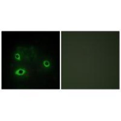 Invitrogen COX4I2 Polyclonal Antibody 100 &mu;L; Unconjugated:Antibodies,