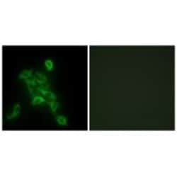 Invitrogen COX6C Polyclonal Antibody 100 &mu;L; Unconjugated:Antibodies,