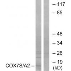 Invitrogen COX7A2 Polyclonal Antibody 100 &mu;L; Unconjugated:Antibodies,