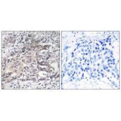 Invitrogen CYP4X1 Polyclonal Antibody 100 &mu;L; Unconjugated:Antibodies,