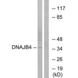 Invitrogen DNAJB4 Polyclonal Antibody 100 &mu;L; Unconjugated:Antibodies,