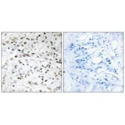 Invitrogen ELOA Polyclonal Antibody 100 μL; Unconjugated:Antibodies,
