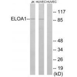 Invitrogen ELOA Polyclonal Antibody 100 &mu;L | Buy Online | Invitrogen&trade; | Fisher Scientific