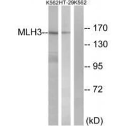 Invitrogen MLH3 Polyclonal Antibody 100 &mu;L; Unconjugated:Antibodies,