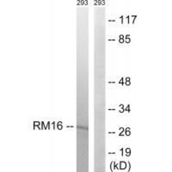 Invitrogen MRPL16 Polyclonal Antibody 100 &mu;L; Unconjugated:Anticuerpos