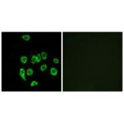 Invitrogen MRPL32 Polyclonal Antibody 100 &mu;L | Buy Online | Invitrogen&trade; | Fisher Scientific