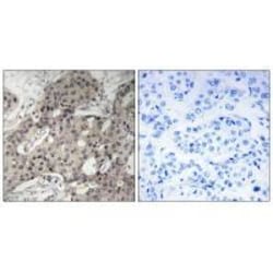 Invitrogen RPL3 Polyclonal Antibody 100 &mu;L; Unconjugated:Antibodies,