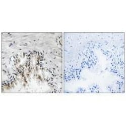 Invitrogen RPL31 Polyclonal Antibody 100 &mu;L; Unconjugated:Antibodies,