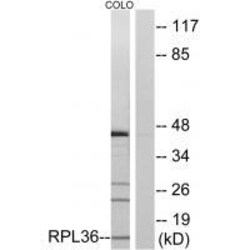 Invitrogen RPL36 Polyclonal Antibody 100 &mu;L; Unconjugated:Anticuerpos