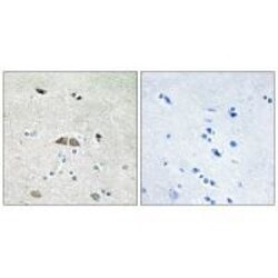Invitrogen RPL39L Polyclonal Antibody 100 &mu;L; Unconjugated:Antibodies,