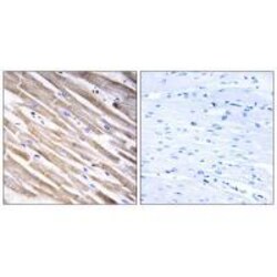Invitrogen RPL3L Polyclonal Antibody 100 &mu;L | Buy Online | Invitrogen&trade; | Fisher Scientific