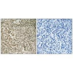 Invitrogen UBA52 Polyclonal Antibody 100 &mu;L; Unconjugated:Antibodies,