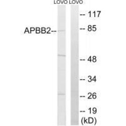 Invitrogen APBB2 Polyclonal Antibody 100 &mu;L | Buy Online | Invitrogen&trade; | Fisher Scientific