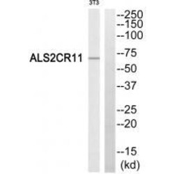 Invitrogen ALS2CR11 Polyclonal Antibody 100 &mu;L | Buy Online | Invitrogen&trade; | Fisher Scientific