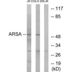 Invitrogen Arylsulfatase A Polyclonal Antibody 100 &mu;L; Unconjugated:Antibodies,