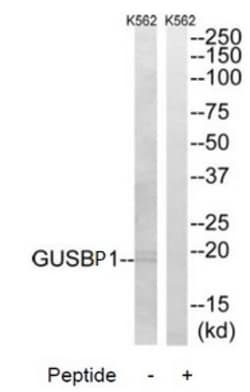 Invitrogen GUSBP1 Polyclonal Antibody 100 &mu;L | Buy Online | Invitrogen&trade; | Fisher Scientific