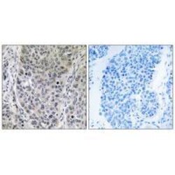 Invitrogen HGH1 Polyclonal Antibody 100 &mu;L; Unconjugated:Antibodies,