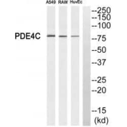 Invitrogen PDE4C Polyclonal Antibody 100 &mu;L; Unconjugated:Antibodies,