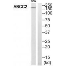 Invitrogen MRP2 Polyclonal Antibody 100 &mu;L | Buy Online | Invitrogen&trade; | Fisher Scientific