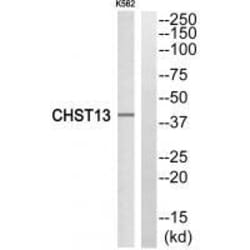 Invitrogen CHST13 Polyclonal Antibody 100 &mu;L | Buy Online | Invitrogen&trade; | Fisher Scientific