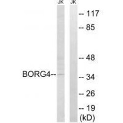 Invitrogen Cdc42EP4 Polyclonal Antibody 100 &mu;L | Buy Online | Invitrogen&trade; | Fisher Scientific
