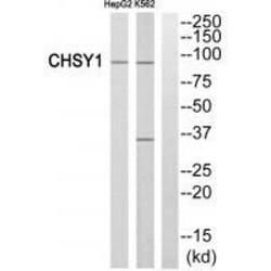Invitrogen CHSY1 Polyclonal Antibody 100 &mu;L | Buy Online | Invitrogen&trade; | Fisher Scientific