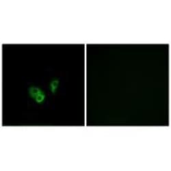 Invitrogen CNGA2 Polyclonal Antibody 100 &mu;L; Unconjugated:Antibodies,