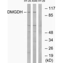 Invitrogen DMGDH Polyclonal Antibody 100 &mu;L; Unconjugated:Antibodies,