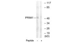 Invitrogen DNA Primase Polyclonal Antibody 100 &mu;L; Unconjugated:Antibodies,