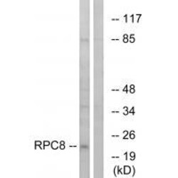 Invitrogen POLR3H Polyclonal Antibody 100 &mu;L; Unconjugated:Antibodies,