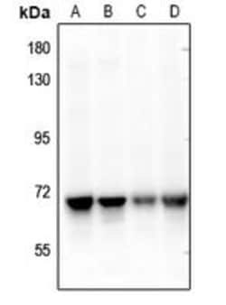 Invitrogen NEIL3 Polyclonal Antibody 100 &mu;L; Unconjugated:Antibodies,