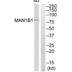 Invitrogen MAN1B1 Polyclonal Antibody 100 &mu;L | Buy Online | Invitrogen&trade; | Fisher Scientific