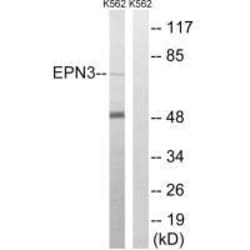 Invitrogen Epsin 3 Polyclonal Antibody 100 &mu;L | Buy Online | Invitrogen&trade; | Fisher Scientific