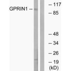Invitrogen GPRIN1 Polyclonal Antibody 100 &mu;L; Unconjugated:Antibodies,