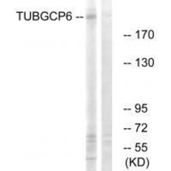Invitrogen GCP6 Polyclonal Antibody 100 &mu;L; Unconjugated:Antibodies,