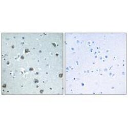 Invitrogen GNAL Polyclonal Antibody 100 &mu;L; Unconjugated:Antibodies,
