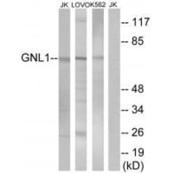 Invitrogen GNL1 Polyclonal Antibody 100 &mu;L; Unconjugated:Antibodies,
